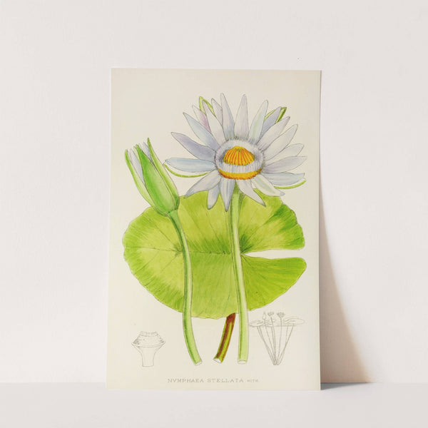 Nymphaea Stellata by Illtyd Buller Pole-Evans