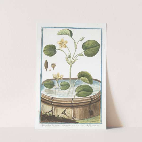 Nymphoides aquis innatans - Ninfea minore. Water lily) by Giorgio Bonelli