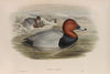 Nyroca ferina. Pochard. (1862-1873)
