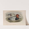 Nyroca ferina. Pochard. (1862-1873) by John Gould
