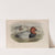 Nyroca ferina. Pochard. (1862-1873) by John Gould