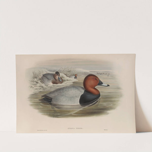Nyroca ferina. Pochard. (1862-1873) by John Gould