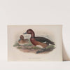Nyroca leucophthalmos. White-eyed, or Ferruginous Duck. (1862-1873) by John Gould
