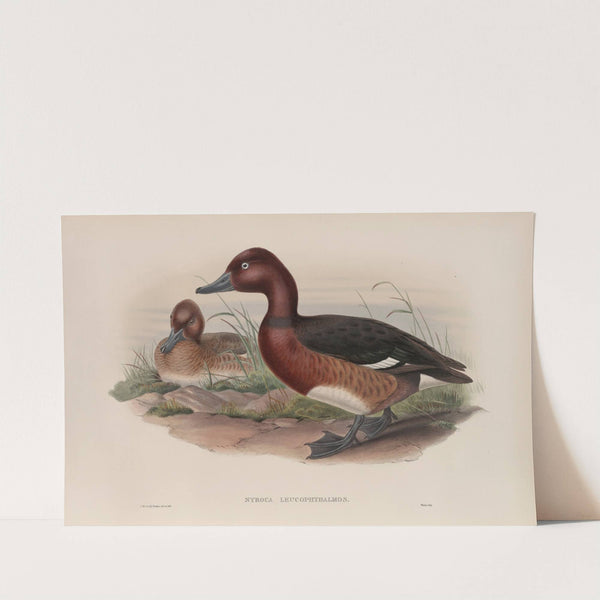 Nyroca leucophthalmos. White-eyed, or Ferruginous Duck. (1862-1873) by John Gould