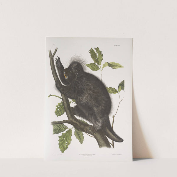 Nystrix dorsata, Canada Porcupine (1845-1848) by John Woodhouse Audubon