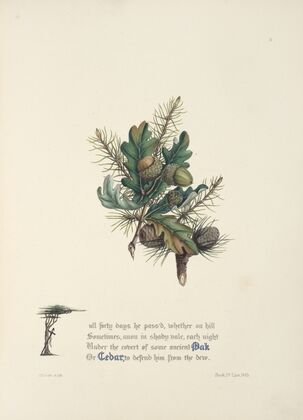 Oak and cedar