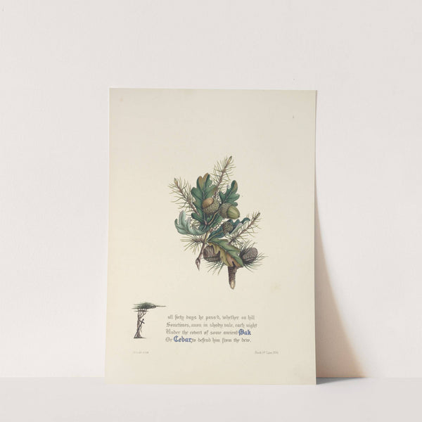 Oak and cedar by Jane Elizabeth Giraud