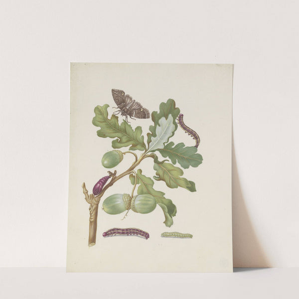 Oak branch with owlet moth, caterpillars and pupa (after 1679) by Maria Sibylla Merian