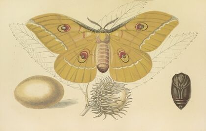 Oak-Feeding Silkworm Of China