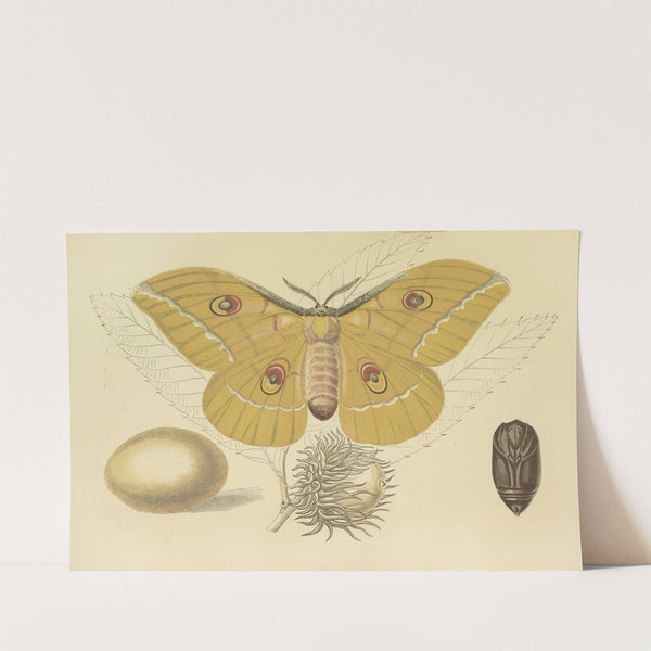 Oak-Feeding Silkworm Of China by Barret And Sons