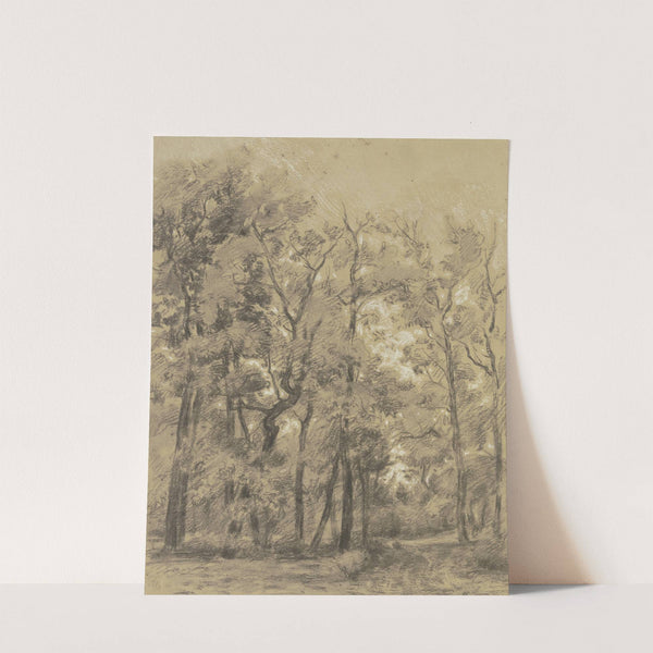 Oak forest by Peter Burnitz