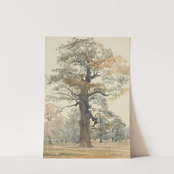 Oak in Kettlestone Park by James Crowe Richmond