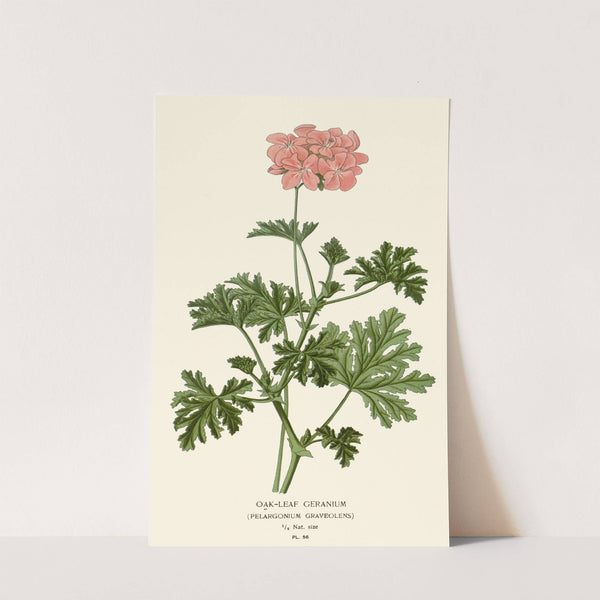 Oak-leaf Geranium (1896-1897) by Edward Step