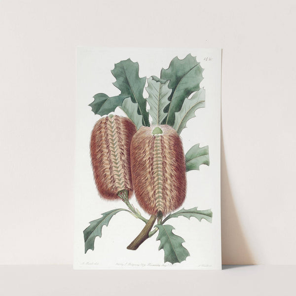 Oak-leaved Banksia by Sydenham Edwards