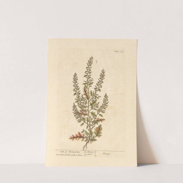 Oak of Jerusalem by Elizabeth Blackwell