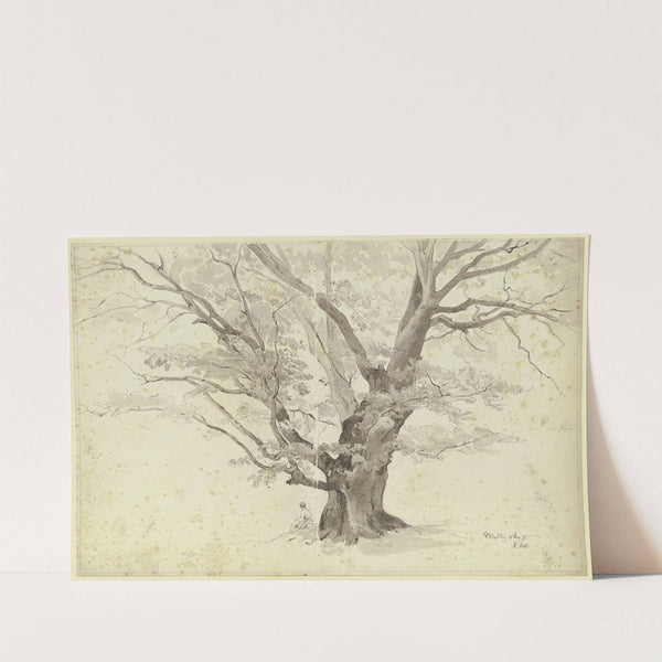 Oak tree near Weßling by Philipp Röth