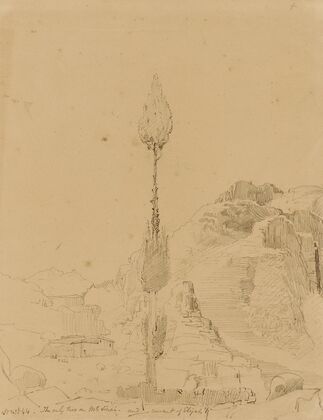 Oak Tree on Mt. Sinai