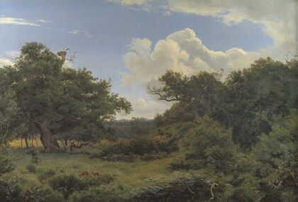 Oak Trees in Nordskoven near Jægerspris, Zealand