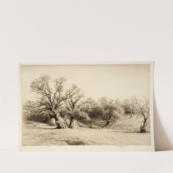 Oaks in Windsor Park by Kerr Eby