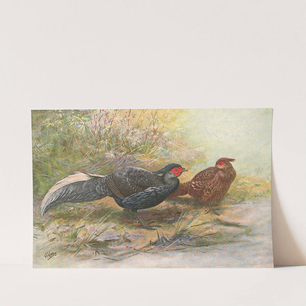 Oates's Hybrid Kaleege by George Edward Lodge