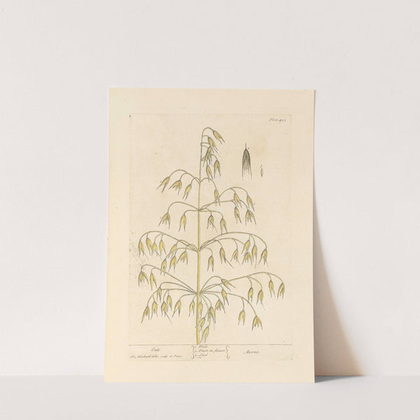 Oats by Elizabeth Blackwell