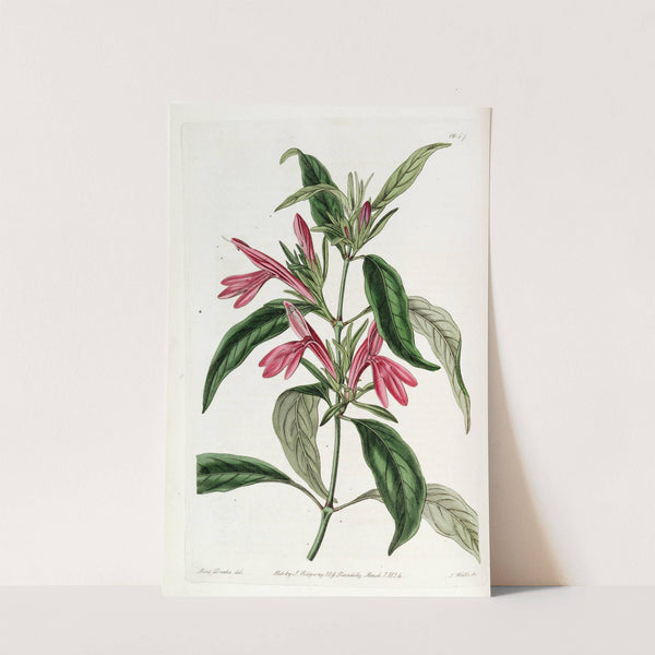 Oblong-leaved Beloperone by Sydenham Edwards