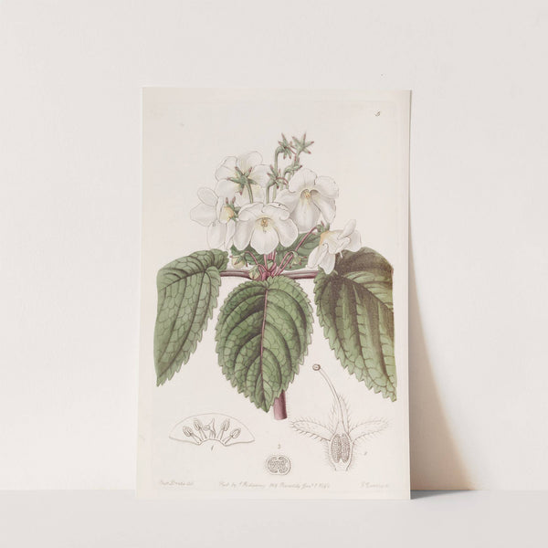 Oblong Snow-wort by Sydenham Edwards