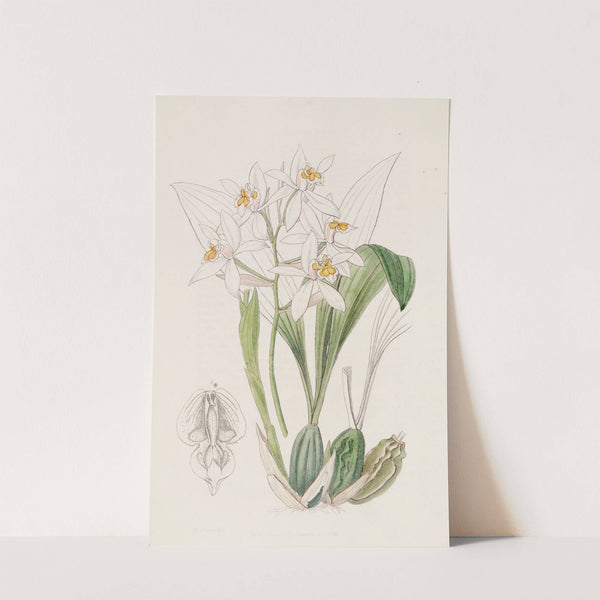 Ochre-Spotted Coelogyne by Sydenham Edwards