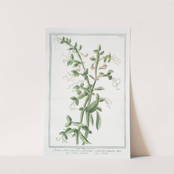 Ochrus, folio integro, capreolos emittente semine - Ocro ervilla - Ocre by Giorgio Bonelli