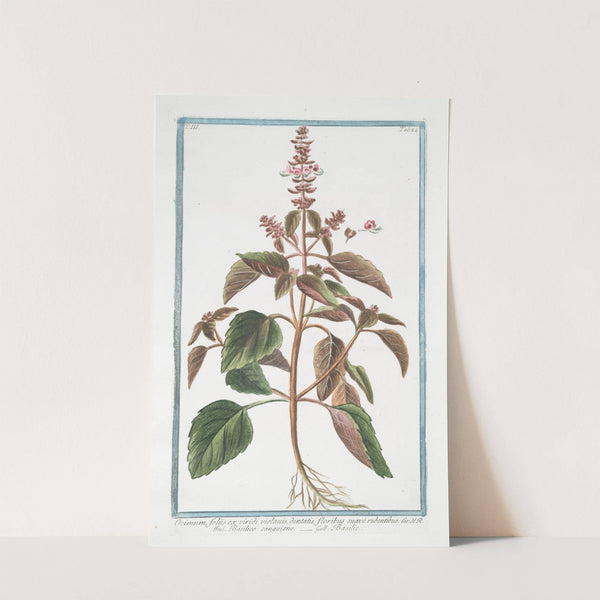 Ocimum, foliis ex viridi violaceis, dentatis, floribus suave rubentibus - Basilico sanguigno - Basillic. (Basil) by Giorgio Bonelli