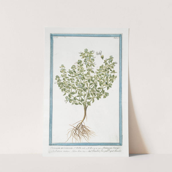 Ocimum miinimum - Ocimum Caryophyllatum minus - Basilico fino garlato - Basilic. (Basil bush) by Giorgio Bonelli