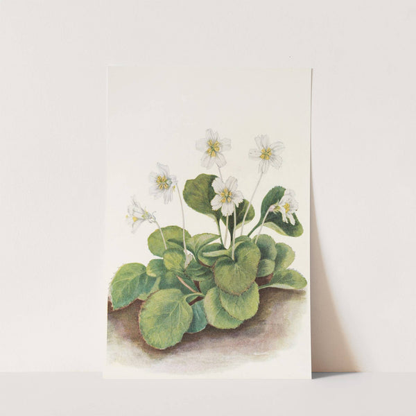 Oconee-bells. (Sbortia galacifolia) (1925) by Mary Vaux Walcott