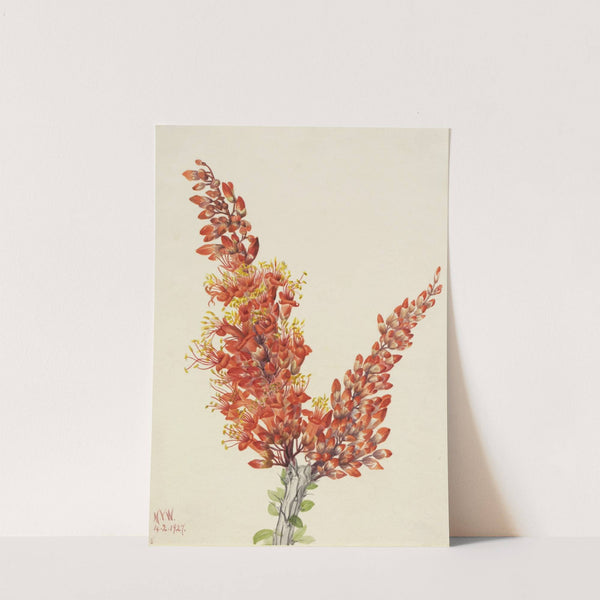 Ocotillo (Fouquieria splendens) (1927) by Mary Vaux Walcott