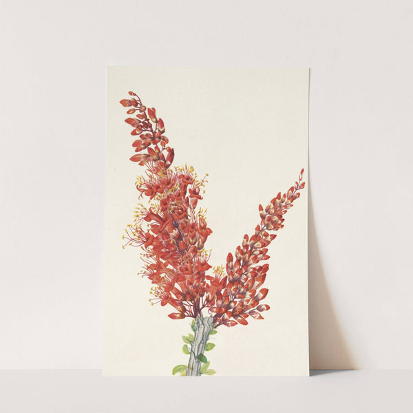 Ocotillo. Fouquieria splendens (1925) by Mary Vaux Walcott
