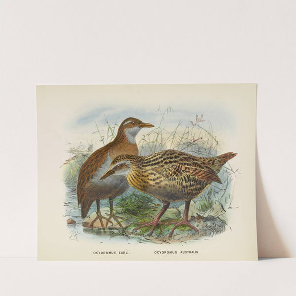 Ocydromus earli amd Ocydromus australis by John Gerrard Keulemans