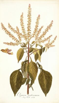 Ocymum gratissimum