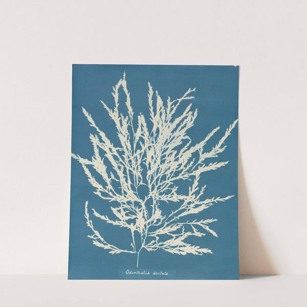 Odonthalia dentata by Anna Atkins