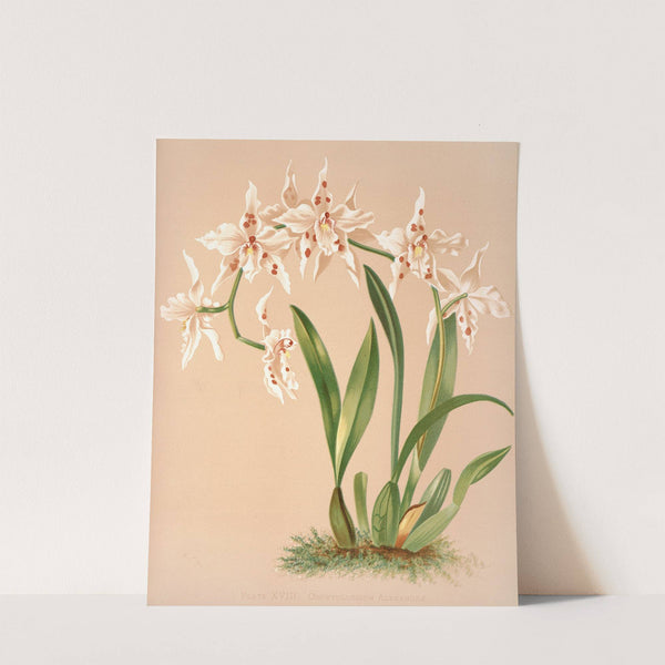 Odontoglossum Alexandrae by Harriet Stewart Miner