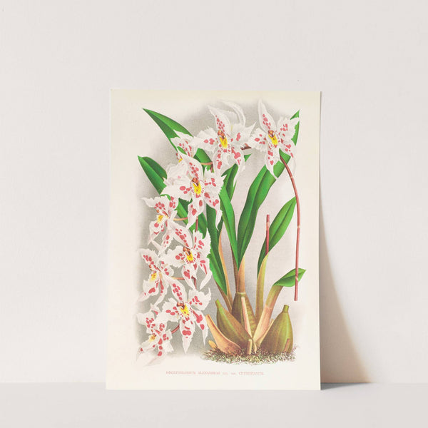 Odontoglossum alexandrae var cutsemianum (1885-1906) by Jean Jules Linden