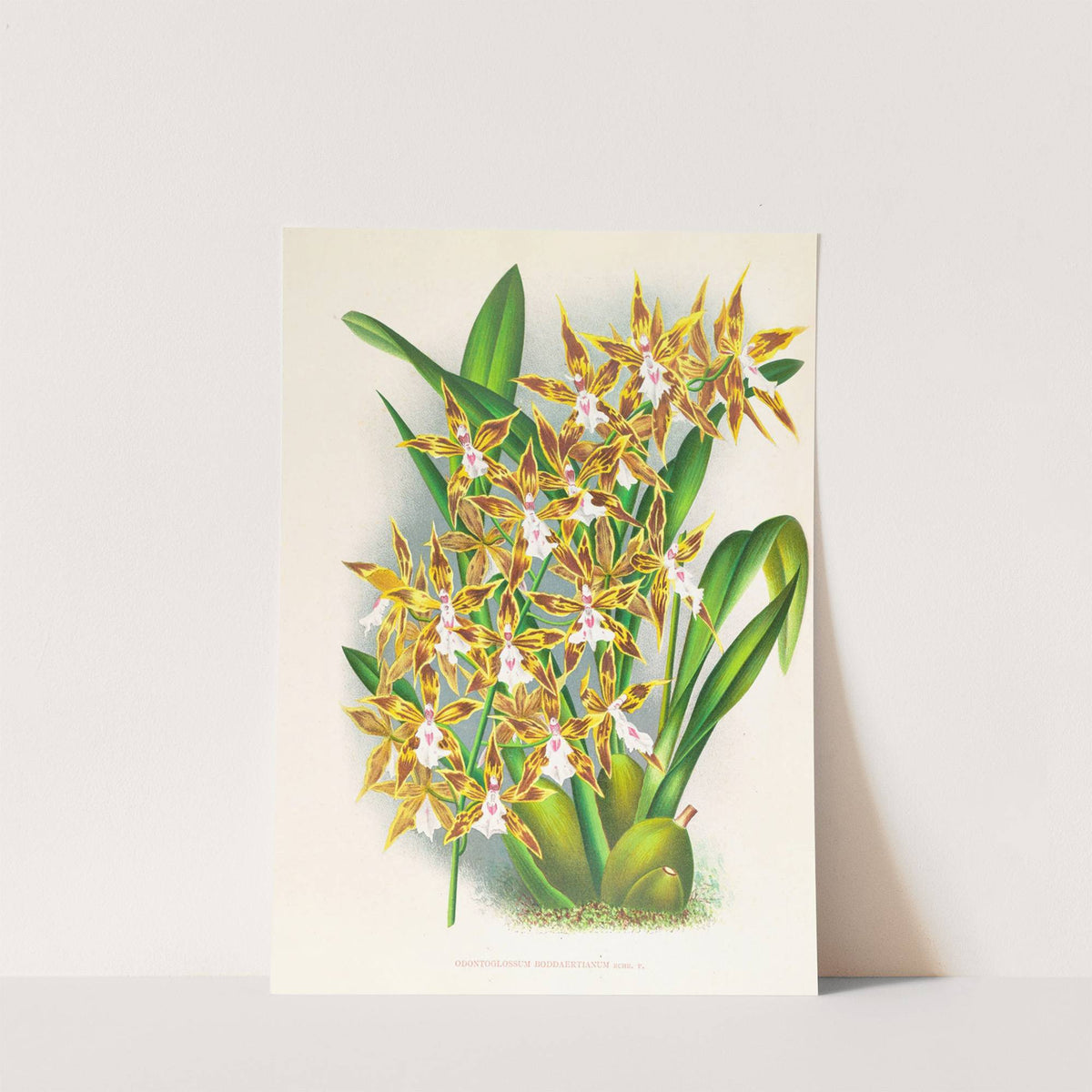 Odontoglossum boddaertianum by Jean Jules Linden