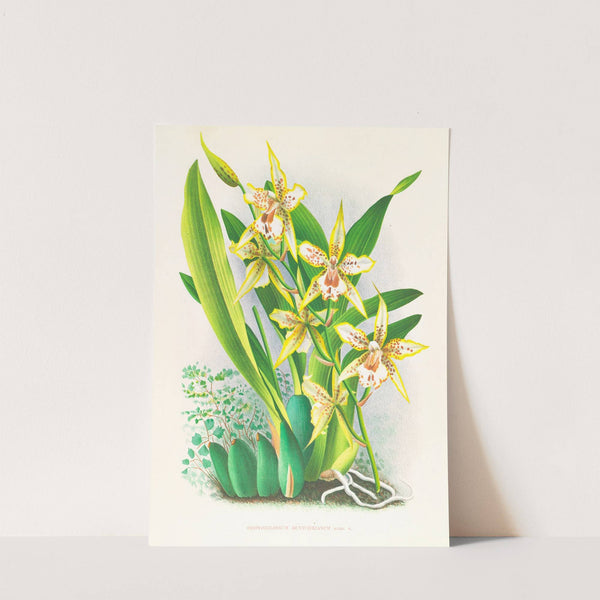 Odontoglossum duvivierianum by Jean Jules Linden