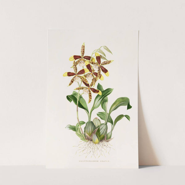 Odontoglossum Grande (1837-1843) by James Bateman