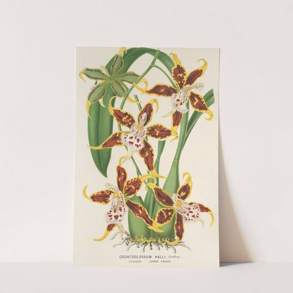 Odontoglossum Halli by Charles Antoine Lemaire