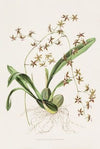 Odontoglossum Hastatum