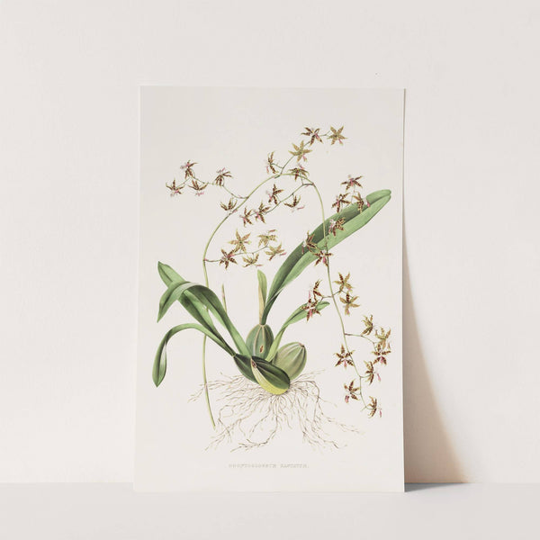 Odontoglossum Hastatum (1837-1843) by James Bateman