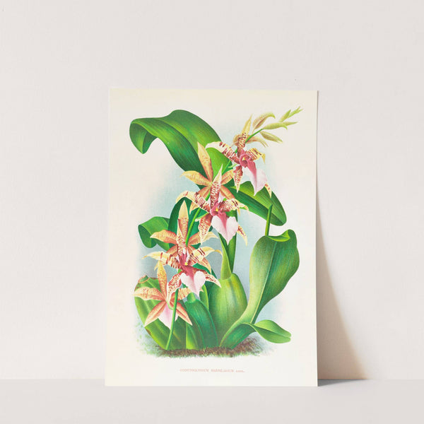 Odontoglossum Hastilabium (1885-1906) by Jean Jules Linden