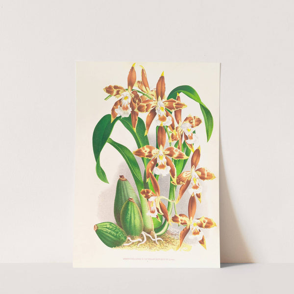 Odontoglossum luteo-purpureum by Jean Jules Linden