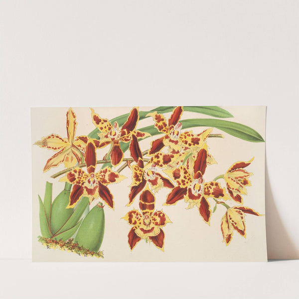 Odontoglossum luteo-purpureum, var. sceptrum by Charles Antoine Lemaire