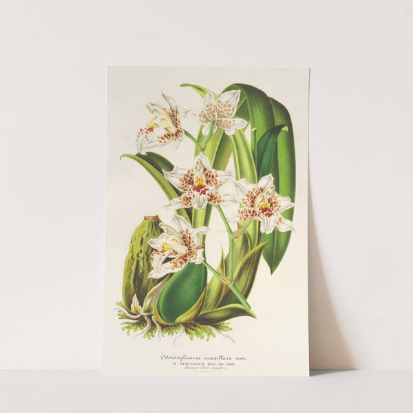 Odontoglossum maxillare by Charles Antoine Lemaire