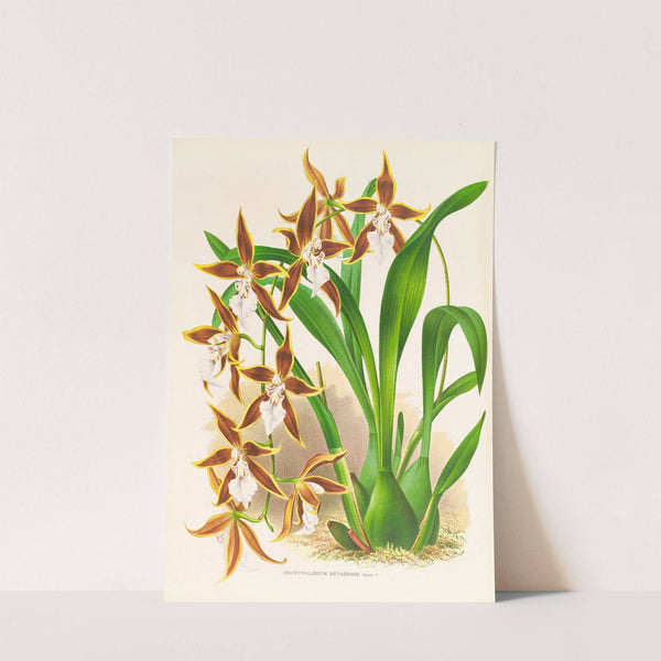 Odontoglossum nevadense by Jean Jules Linden